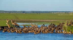 Red deer climbing out of the water, Netherlands